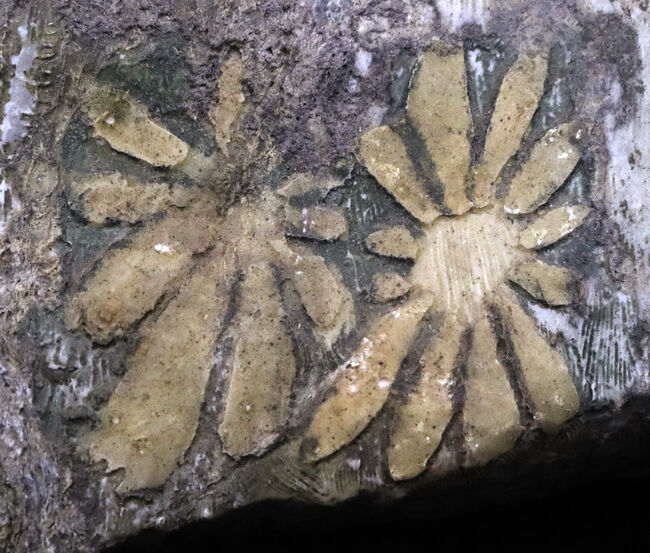 地球の手による美しき堆積岩!自然のアート、菊花石(きくかせき)(その1)