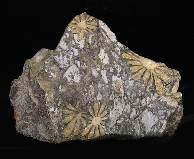 地球の手による美しき堆積岩!自然のアート、菊花石(きくかせき)(その2)