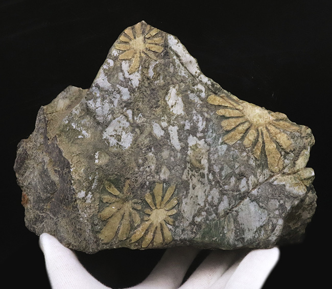 地球の手による美しき堆積岩!自然のアート、菊花石(きくかせき)(その4)