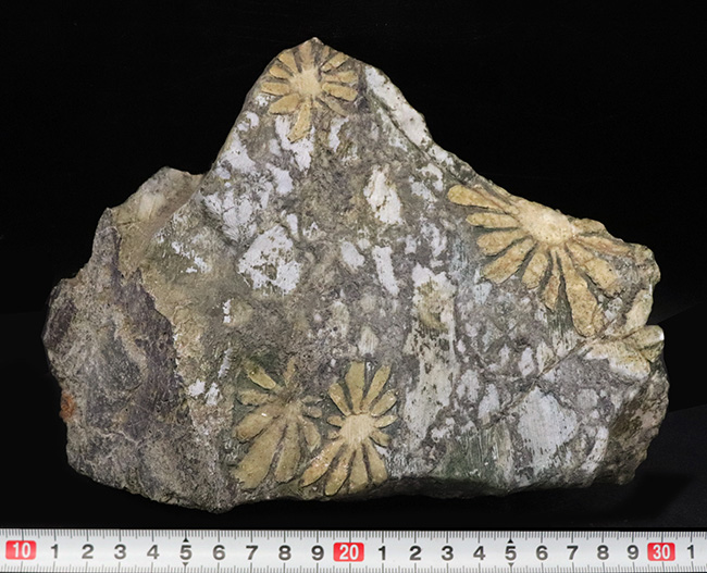 地球の手による美しき堆積岩!自然のアート、菊花石(きくかせき)(その8)