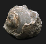 国産化石マニアックシリーズ！芦屋化石動物群の一つ、巻き貝、ユースピラ・アシヤエンシス（Euspira ashiyaensis）の化石
