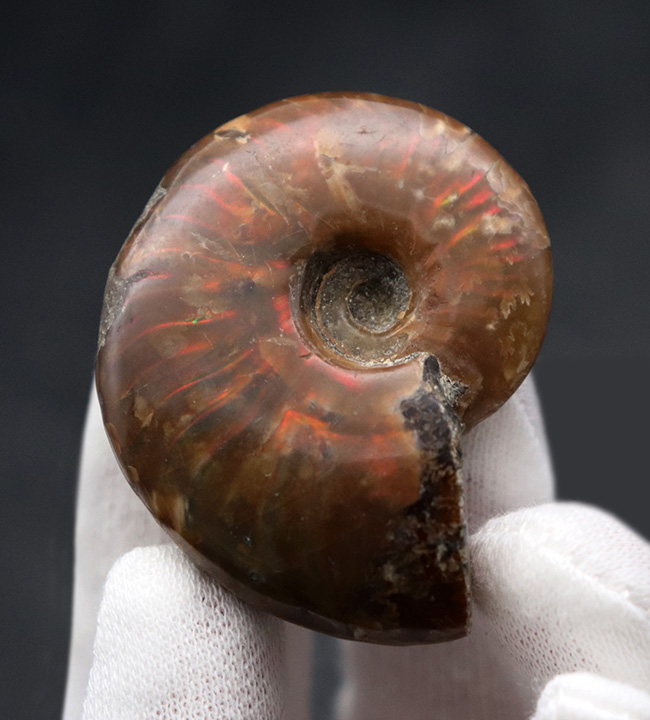およそ1億年前のマダガスカルの地層より採集された遊色アンモナイト、クレオニセラス(Cleoniceras)(その1)