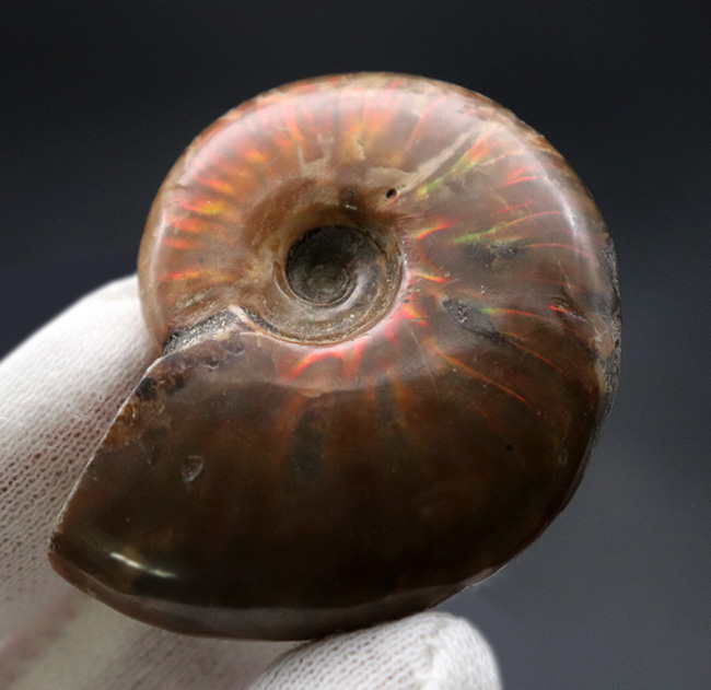 およそ1億年前のマダガスカルの地層より採集された遊色アンモナイト、クレオニセラス(Cleoniceras)(その2)