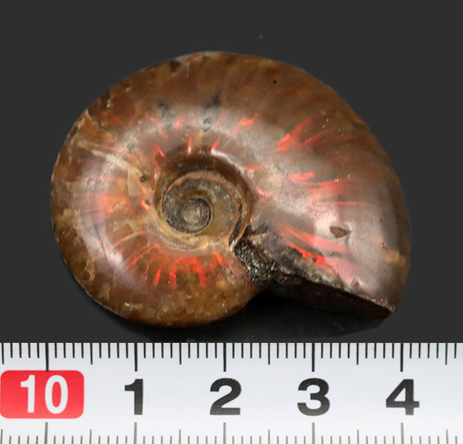 およそ1億年前のマダガスカルの地層より採集された遊色アンモナイト、クレオニセラス(Cleoniceras)(その5)