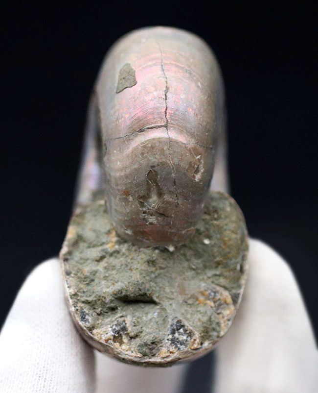 珍しい、分厚い！マダガスカル産の遊色アンモナイト