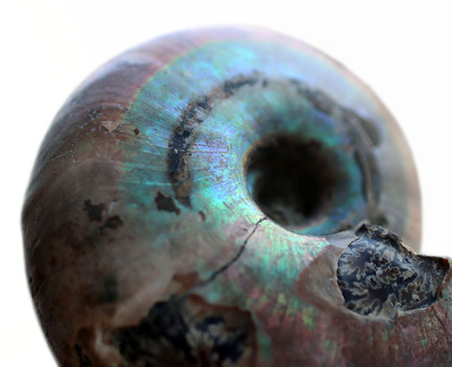 珍しい、分厚い！マダガスカル産の遊色アンモナイト