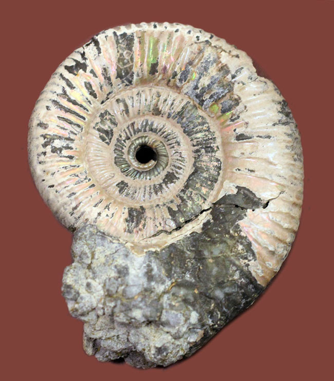 サービスプライス！アラゴナイト層が保存されたロシア産遊色アンモナイト（Ammonite）（その1）