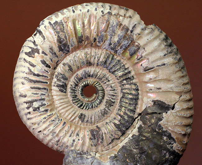 サービスプライス！アラゴナイト層が保存されたロシア産遊色アンモナイト（Ammonite）（その2）