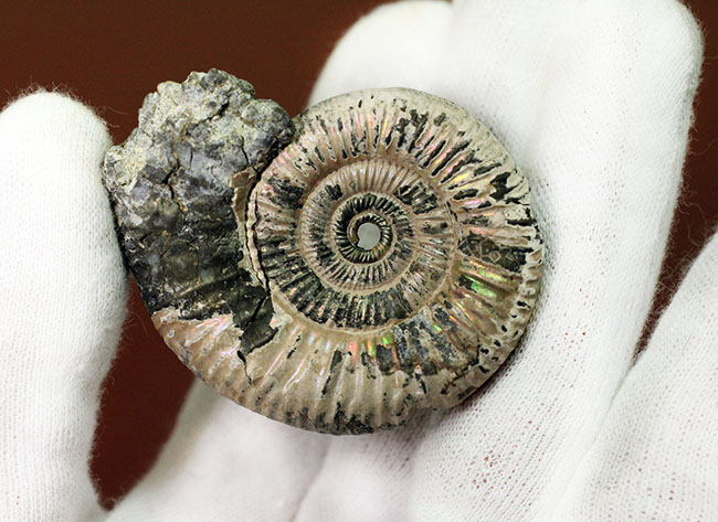 サービスプライス！アラゴナイト層が保存されたロシア産遊色アンモナイト（Ammonite）（その3）