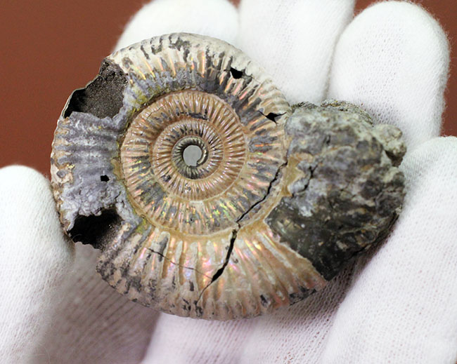 サービスプライス！アラゴナイト層が保存されたロシア産遊色アンモナイト（Ammonite）（その4）