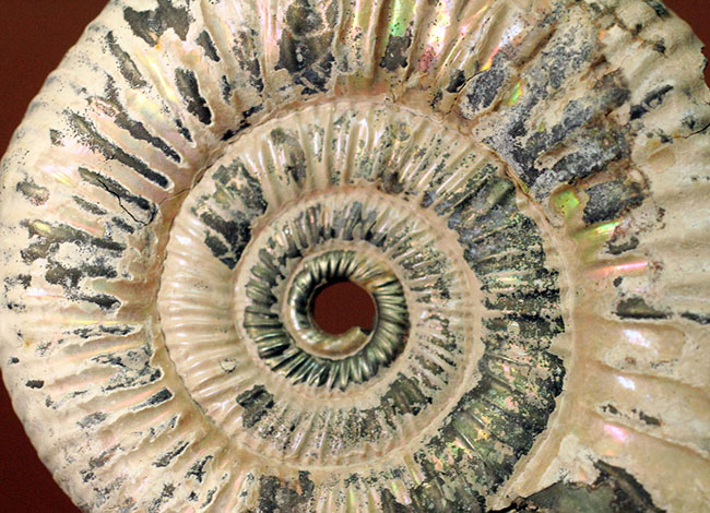 サービスプライス！アラゴナイト層が保存されたロシア産遊色アンモナイト（Ammonite）（その5）