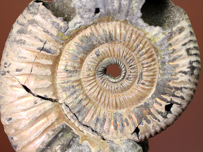 サービスプライス！アラゴナイト層が保存されたロシア産遊色アンモナイト（Ammonite）（その6）