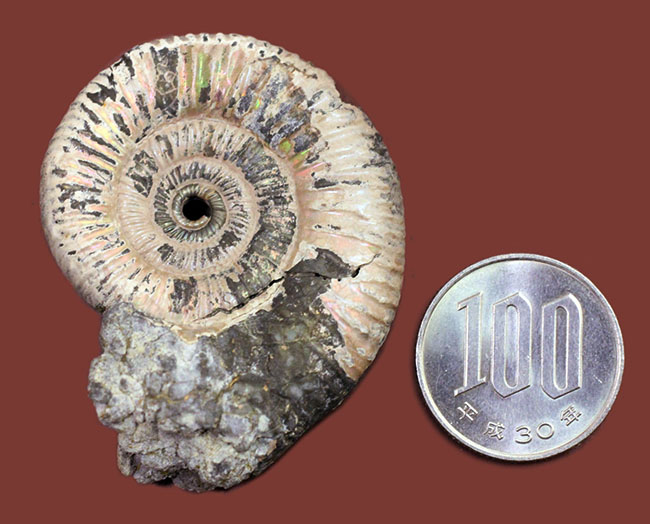 サービスプライス！アラゴナイト層が保存されたロシア産遊色アンモナイト（Ammonite）（その8）