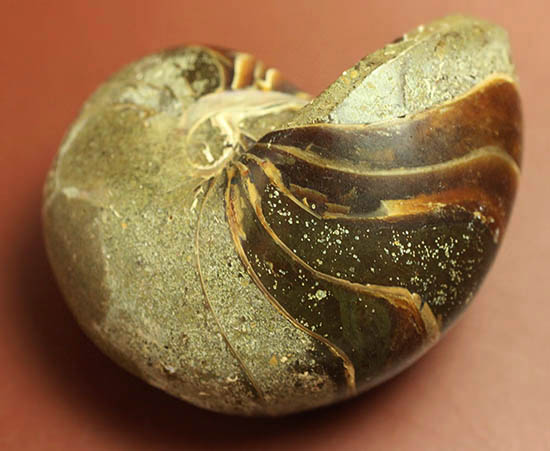 典型的な古代オウムガイの殻の化石(その1)