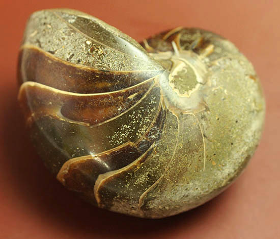 典型的な古代オウムガイの殻の化石(その2)