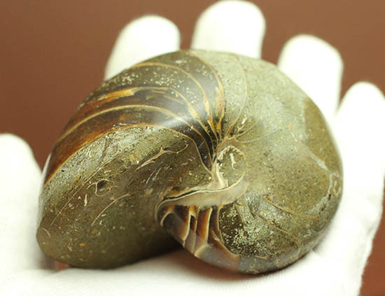 典型的な古代オウムガイの殻の化石(その7)