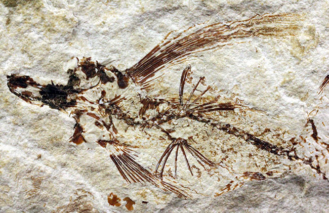 古代にもいた空飛ぶ魚、レバノン産、およそ1億年前のトビウオ化石（Flying Fish）（その1）