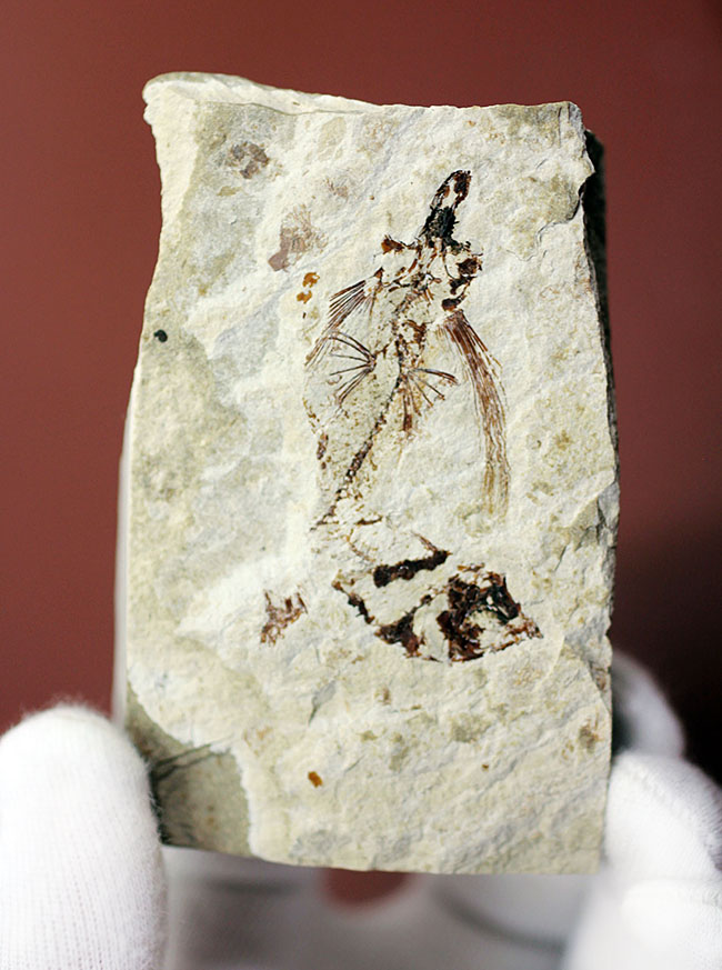 古代にもいた空飛ぶ魚、レバノン産、およそ1億年前のトビウオ化石(Flying Fish)(その2)