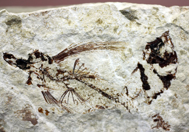 古代にもいた空飛ぶ魚、レバノン産、およそ1億年前のトビウオ化石（Flying Fish）（その3）