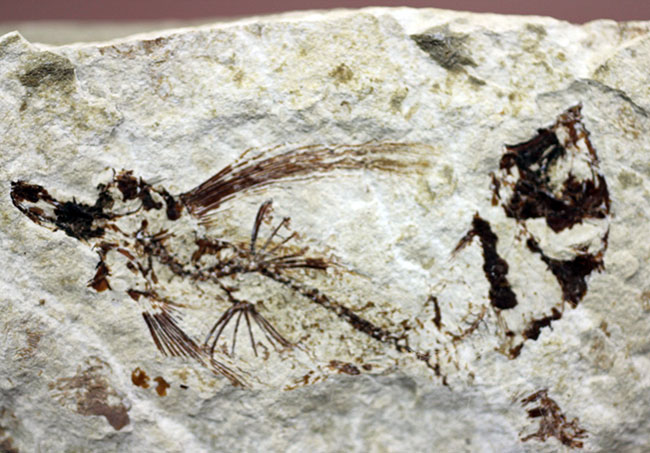 古代にもいた空飛ぶ魚、レバノン産、およそ1億年前のトビウオ化石(Flying Fish)(その3)
