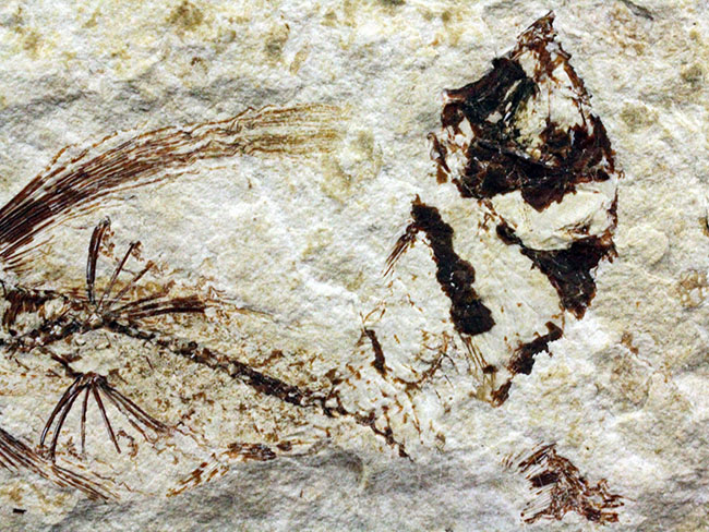 古代にもいた空飛ぶ魚、レバノン産、およそ1億年前のトビウオ化石（Flying Fish）（その4）