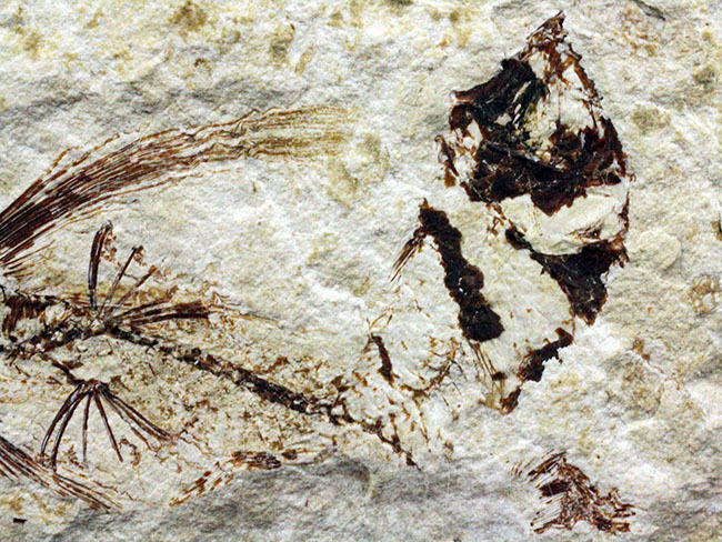 古代にもいた空飛ぶ魚、レバノン産、およそ1億年前のトビウオ化石(Flying Fish)(その4)