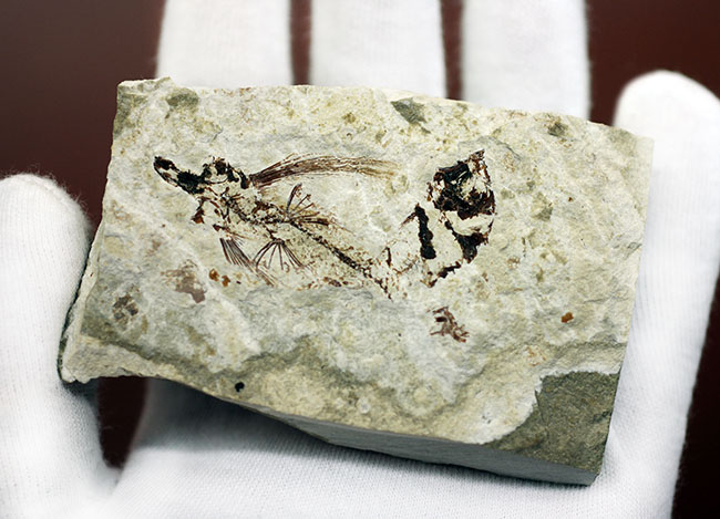 古代にもいた空飛ぶ魚、レバノン産、およそ1億年前のトビウオ化石（Flying Fish）（その5）