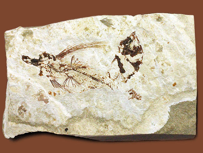 古代にもいた空飛ぶ魚、レバノン産、およそ1億年前のトビウオ化石(Flying Fish)(その6)