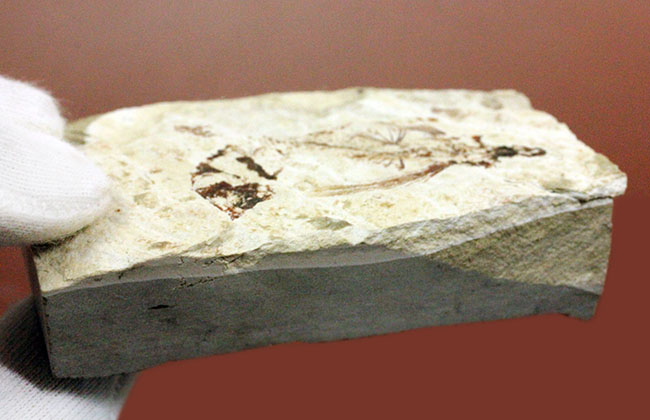 古代にもいた空飛ぶ魚、レバノン産、およそ1億年前のトビウオ化石(Flying Fish)(その7)