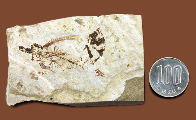 古代にもいた空飛ぶ魚、レバノン産、およそ1億年前のトビウオ化石(Flying Fish)(その8)