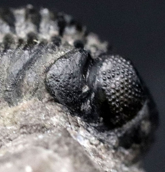 最もベーシックな三葉虫の一つ、モロッコ産のファコプス。複眼の保存状態良好なり（その4）