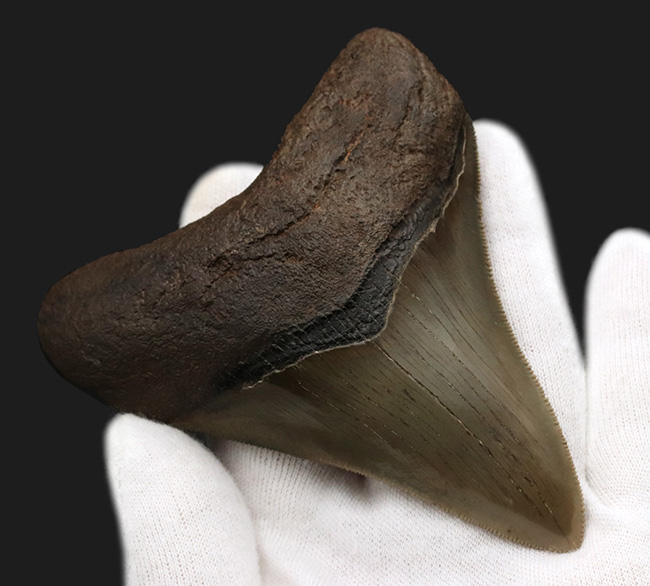 化石 恐竜 北米産 レア！トロオドンの美麗歯 実物 値段交渉可能 コレクショングレード！史上最大級の海中のモンスター