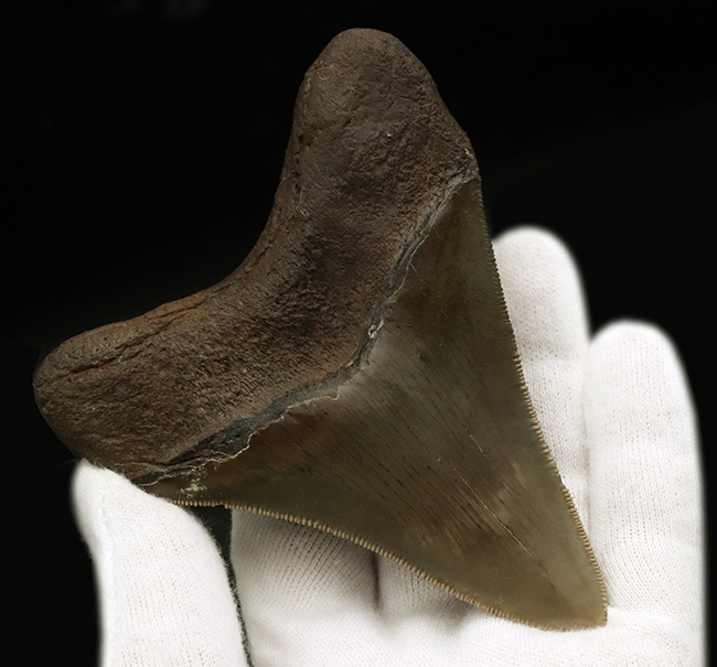 コレクショングレード！史上最大級の海中のモンスター、メガロドンの