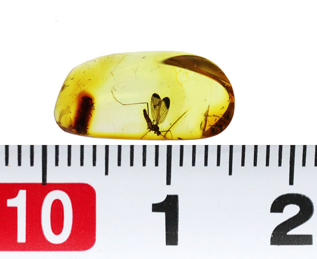 厳選品!レアなヒメガガンボ科の虫を内包したバルト海産琥珀(Amber)。別名、リトアニアンゴールド(その8)