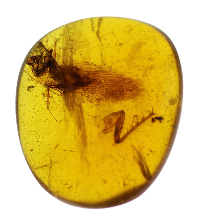 恐竜時代のゴキブリが包まれた琥珀。希少なビルマ琥珀、バーマイト(Burmite)(その3)