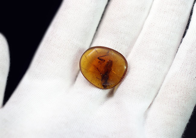 恐竜時代のゴキブリが包まれた琥珀。希少なビルマ琥珀、バーマイト(Burmite)(その4)
