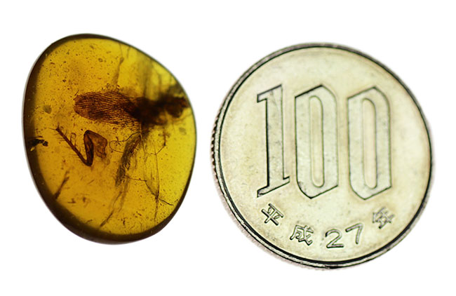 恐竜時代のゴキブリが包まれた琥珀。希少なビルマ琥珀、バーマイト(Burmite)(その9)