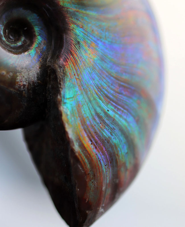 世界有数のアンモナイトの産地、マダガスカル島より採集された、世にも