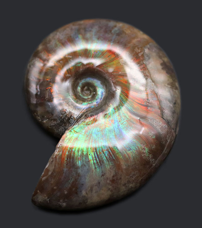 世界有数のアンモナイトの産地、マダガスカル島より採集された、世にも美しい遊色アンモナイト、クレオニセラス(Cleoniceras)の化石(その11)