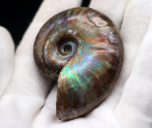 世界有数のアンモナイトの産地、マダガスカル島より採集された、世にも美しい遊色アンモナイト、クレオニセラス(Cleoniceras)の化石(その3)