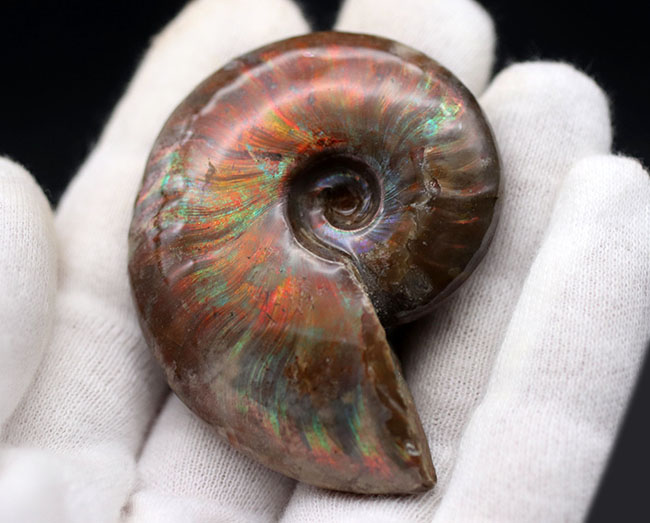 世界有数のアンモナイトの産地、マダガスカル島より採集された、世にも美しい遊色アンモナイト、クレオニセラス(Cleoniceras)の化石(その4)