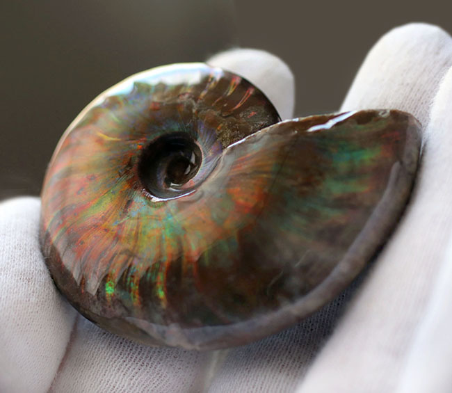 世界有数のアンモナイトの産地、マダガスカル島より採集された、世にも美しい遊色アンモナイト、クレオニセラス(Cleoniceras)の化石(その5)