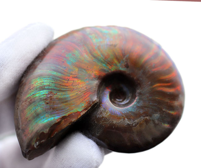 世界有数のアンモナイトの産地、マダガスカル島より採集された、世にも美しい遊色アンモナイト、クレオニセラス(Cleoniceras)の化石(その7)