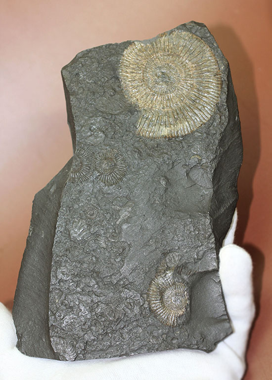 人気の黒ジュラ!ドイツ・ホルツマーデン産ダクチリオセラスの群集化石(Dactylioceras commune)(その1)