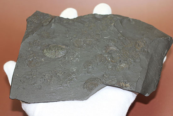 人気の黒ジュラ！ドイツ・ホルツマーデン産ダクチリオセラスの群集化石(Dactylioceras commune)（その10）