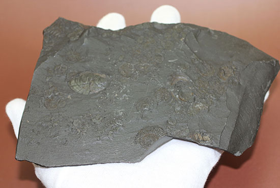 人気の黒ジュラ!ドイツ・ホルツマーデン産ダクチリオセラスの群集化石(Dactylioceras commune)(その10)