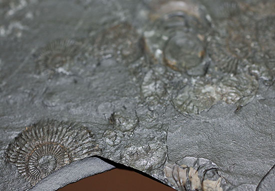 人気の黒ジュラ!ドイツ・ホルツマーデン産ダクチリオセラスの群集化石(Dactylioceras commune)(その12)