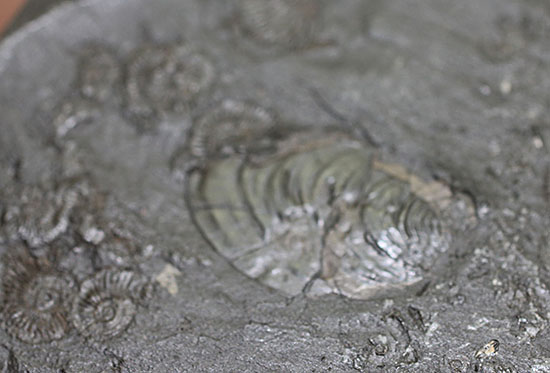 人気の黒ジュラ!ドイツ・ホルツマーデン産ダクチリオセラスの群集化石(Dactylioceras commune)(その13)