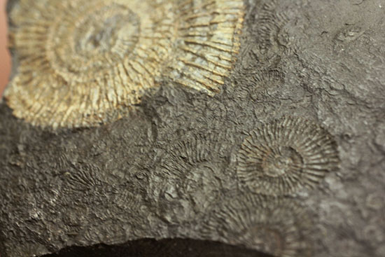 人気の黒ジュラ!ドイツ・ホルツマーデン産ダクチリオセラスの群集化石(Dactylioceras commune)(その14)