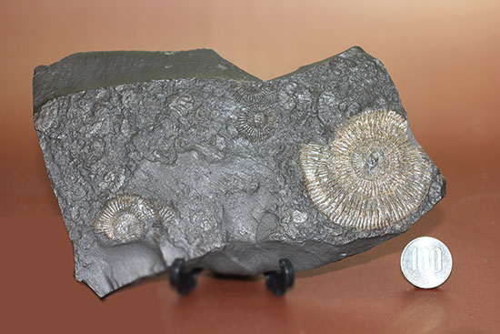 人気の黒ジュラ!ドイツ・ホルツマーデン産ダクチリオセラスの群集化石(Dactylioceras commune)(その15)